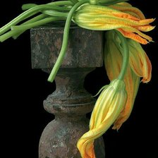 Схема вышивки «Цветы цукини»