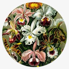 Схема вышивки «№2725035»