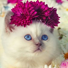 Схема вышивки «Котик»