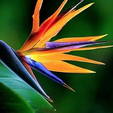 Схема вышивки «Стрелиция»