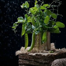 Схема вышивки «Горох»