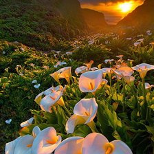 Схема вышивки «Каллы»