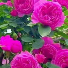 Схема вышивки «Букет»