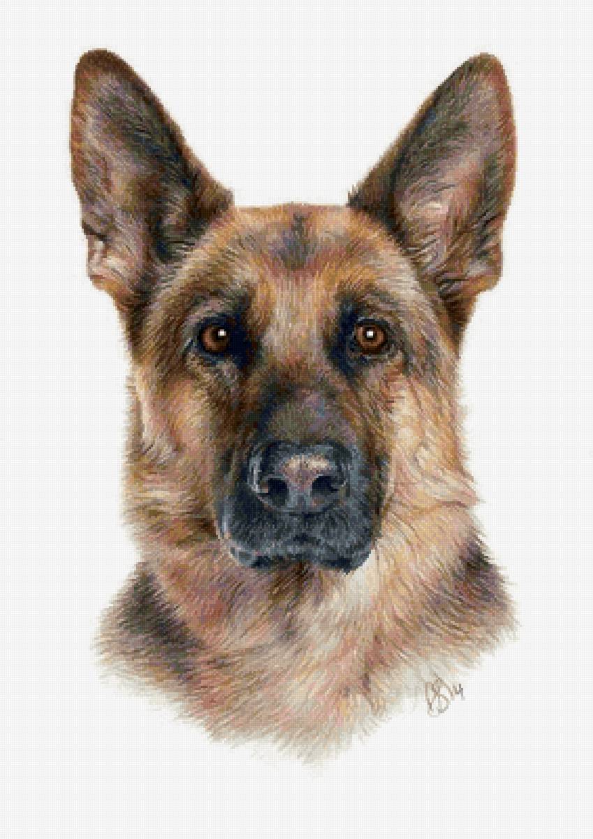 Немец - немецкая овчарка, собака, животные - предпросмотр