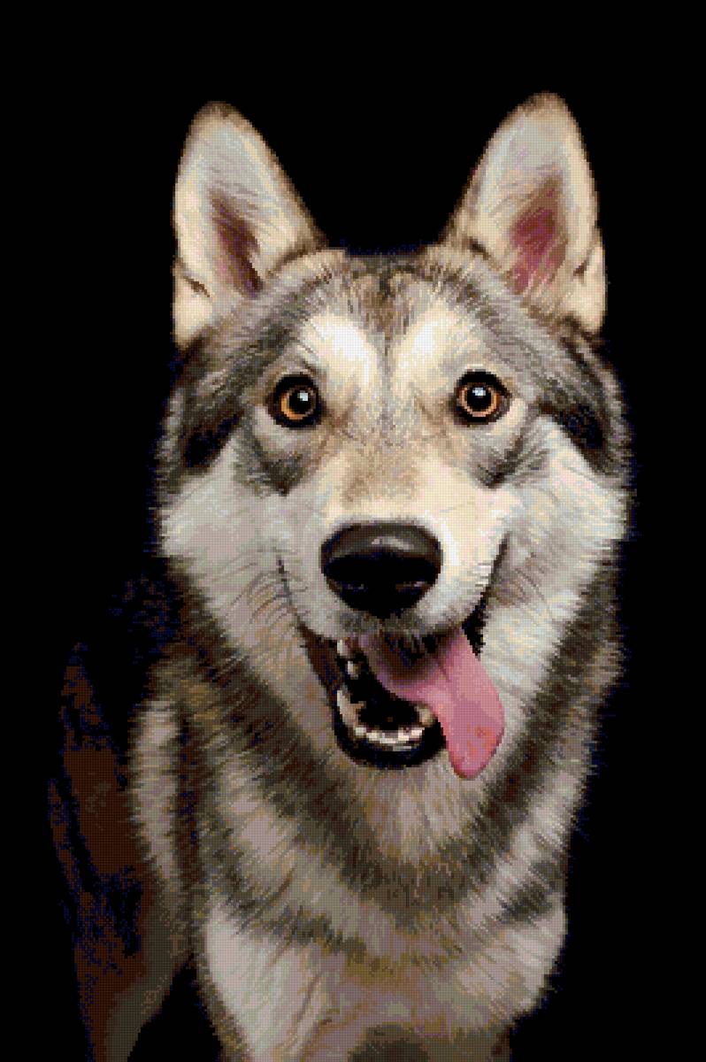 Лайка - собаки, животные, собака - предпросмотр