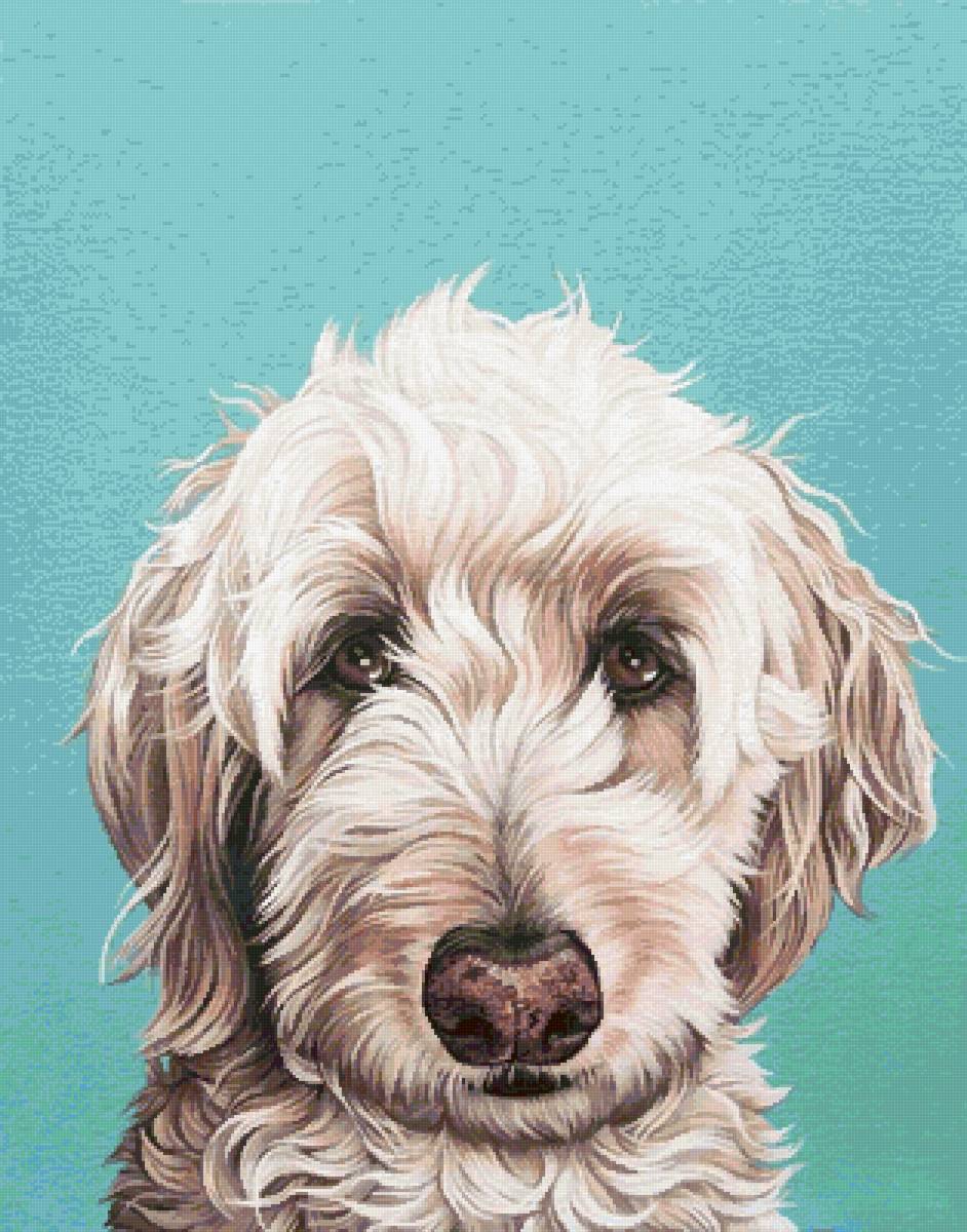 №2727483 - животные, собаки, собака - предпросмотр