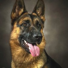 Схема вышивки «Портрет овчарки»