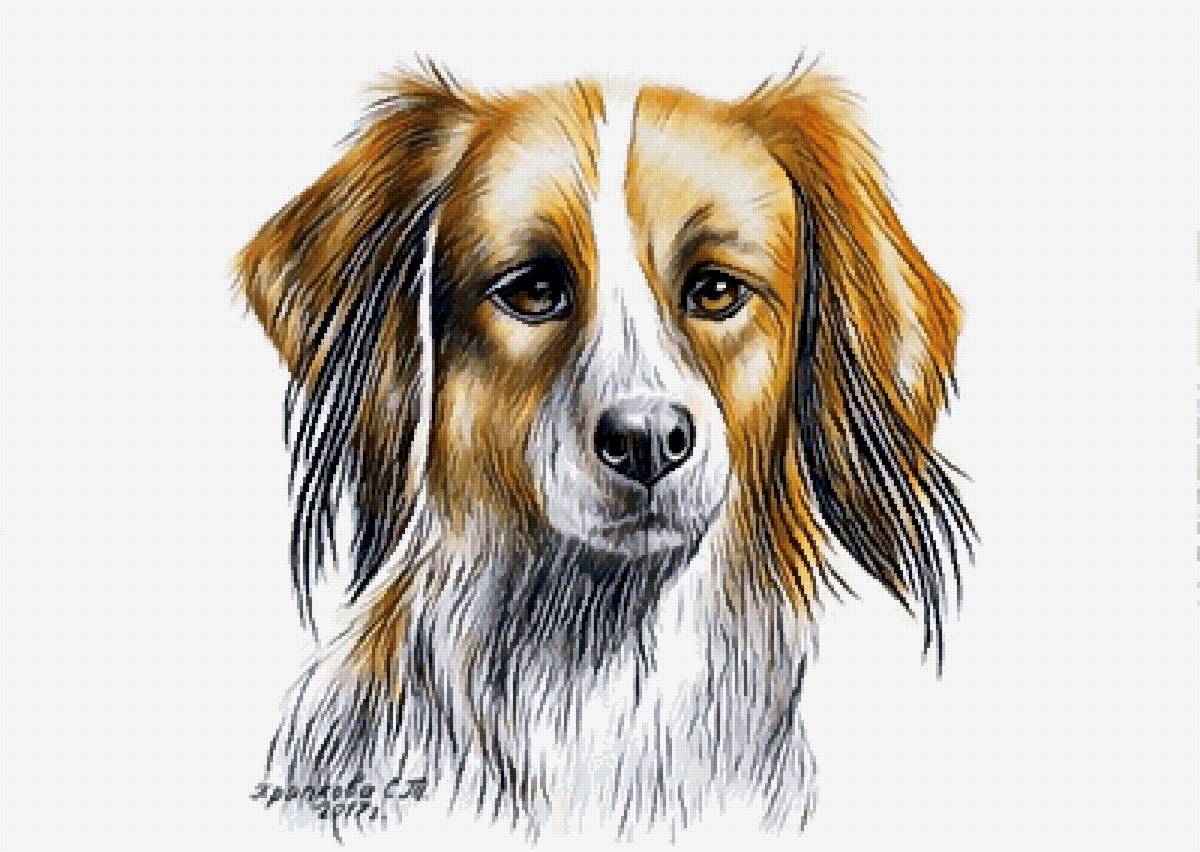 №2727892 - животные, собаки, собака - предпросмотр