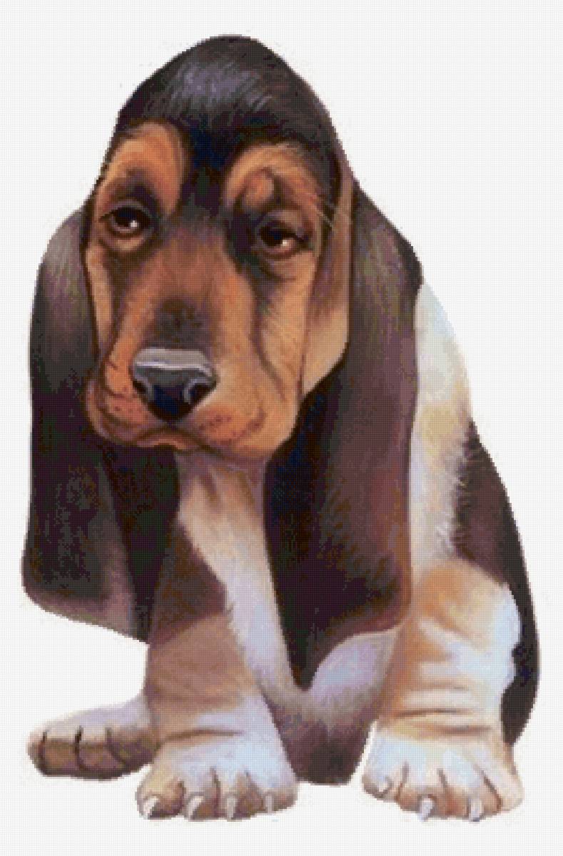 №2727895 - собаки, собака, животные - предпросмотр