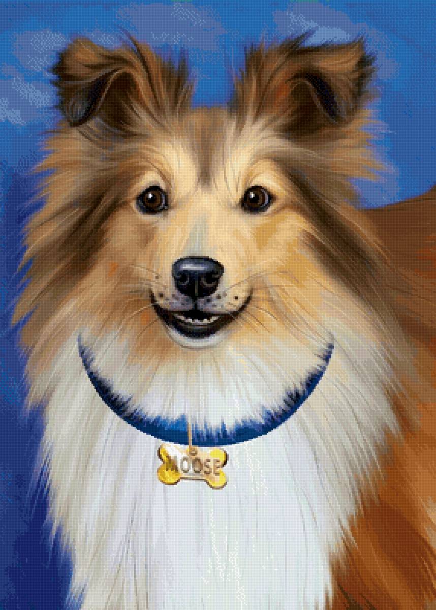 Шелти - собака, животные, собаки - предпросмотр