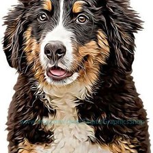 Бернский зенненхунд