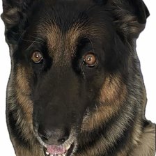 Схема вышивки «Pastor alemán»