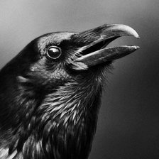 Схема вышивки «Ворон»