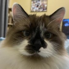 Схема вышивки «cat кот»