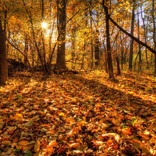 Схема вышивки «Осенний день☀»