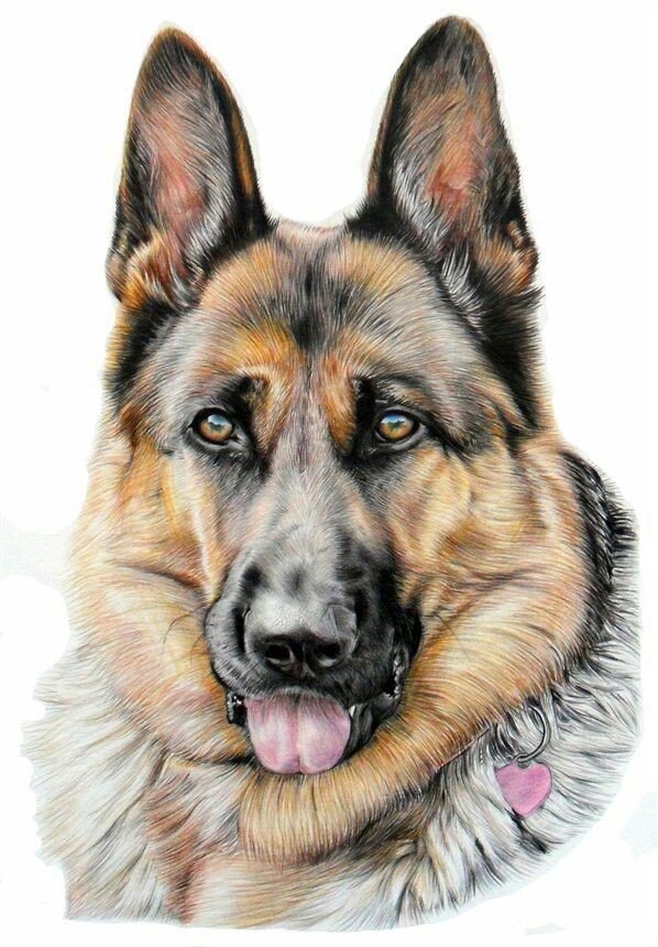 Матёрый пес - овчарка, собаки, животные, собака - оригинал