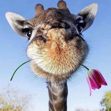 Схема вышивки «Жираф»