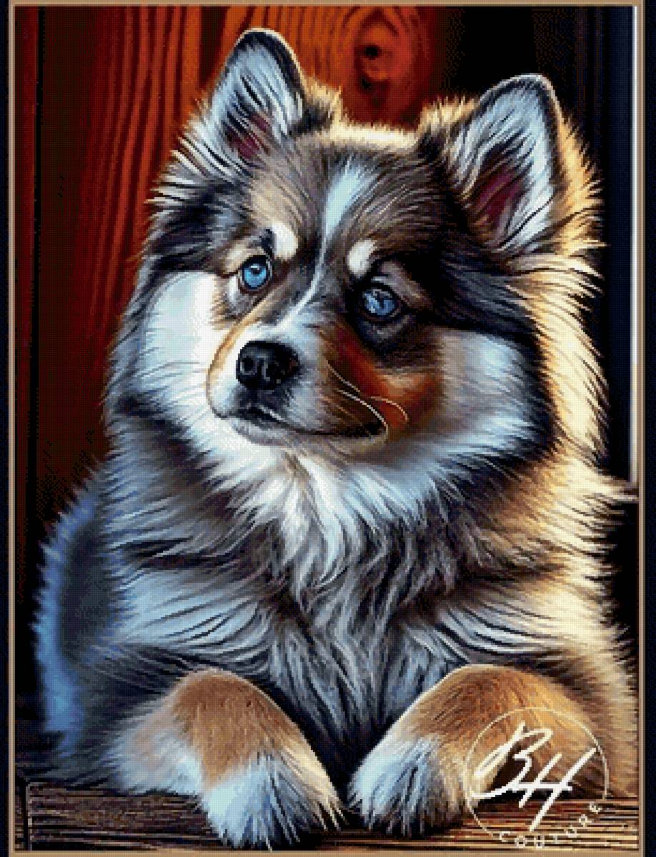 Шпиц - собака, животные, собаки - предпросмотр