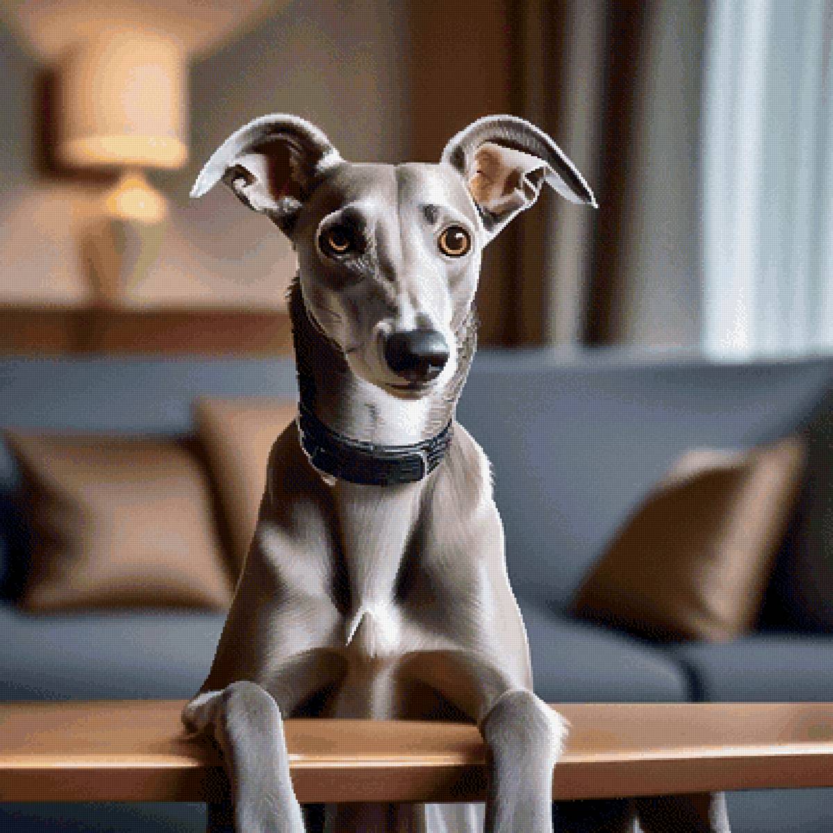 Грейгаунд - животные, собаки, собака - предпросмотр