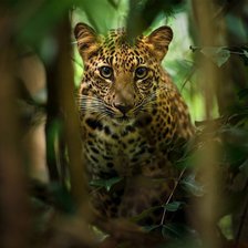 Схема вышивки «№2730525»