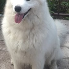 Схема вышивки «Samoed»