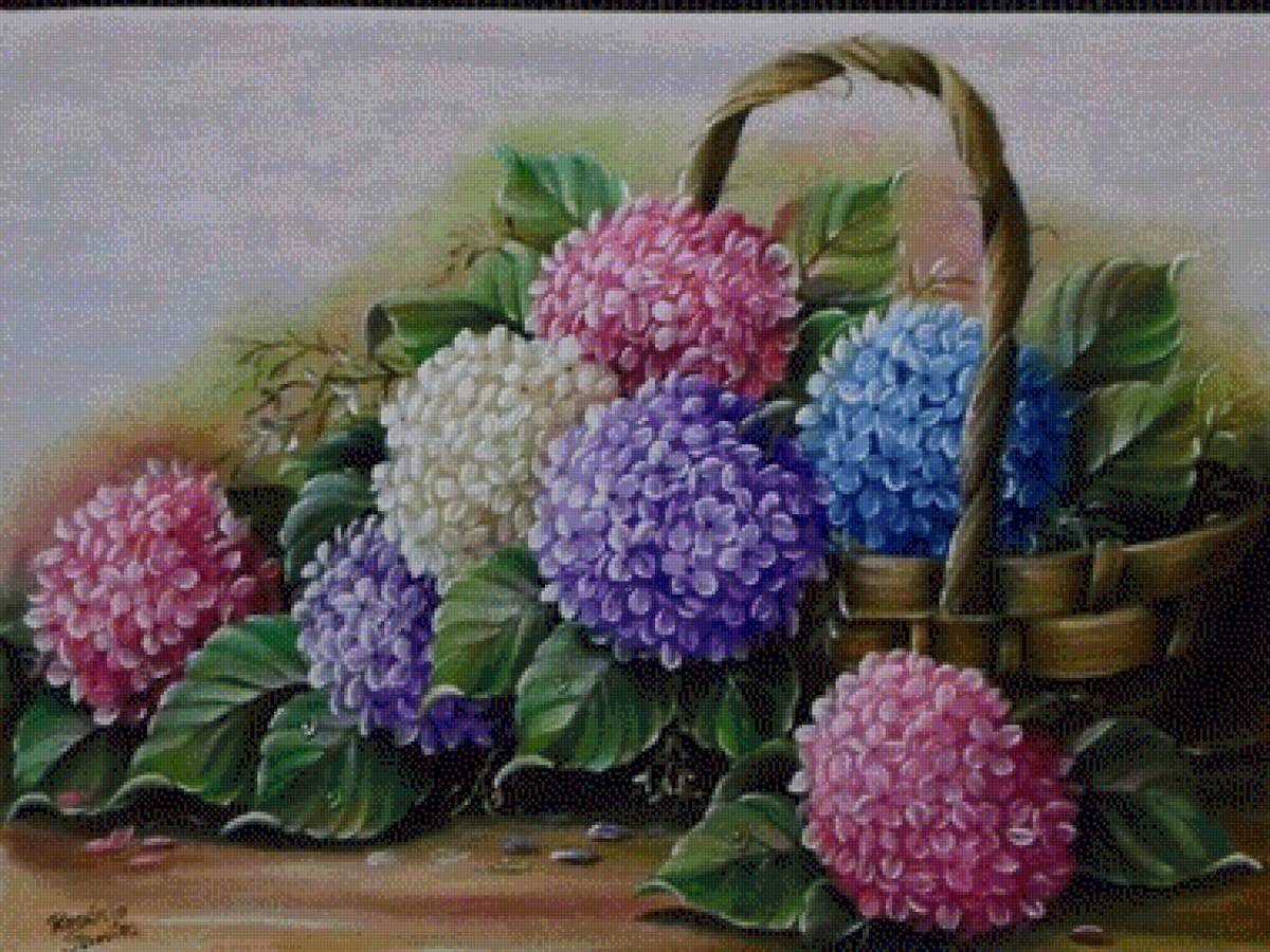 Гортензия - гортензия - предпросмотр