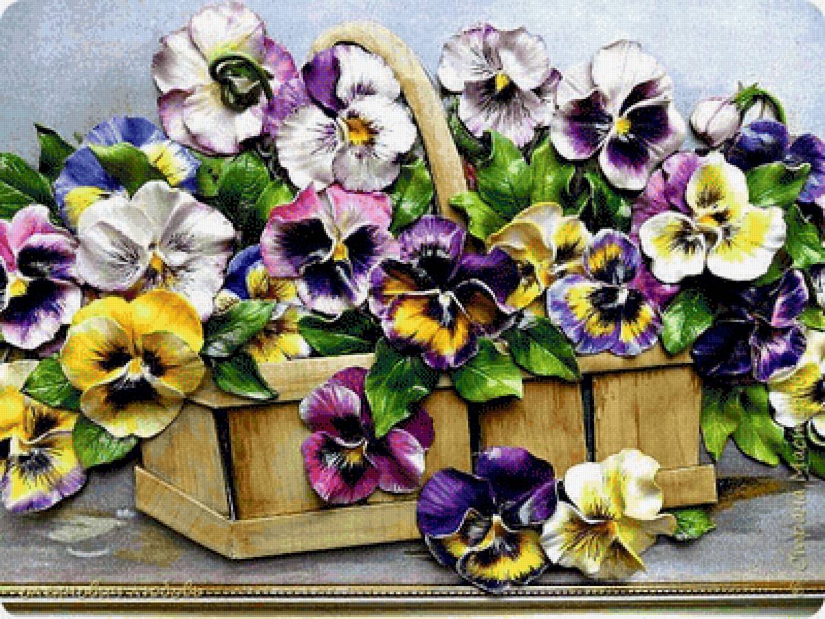 Анютины глазки - анютины глазки - предпросмотр