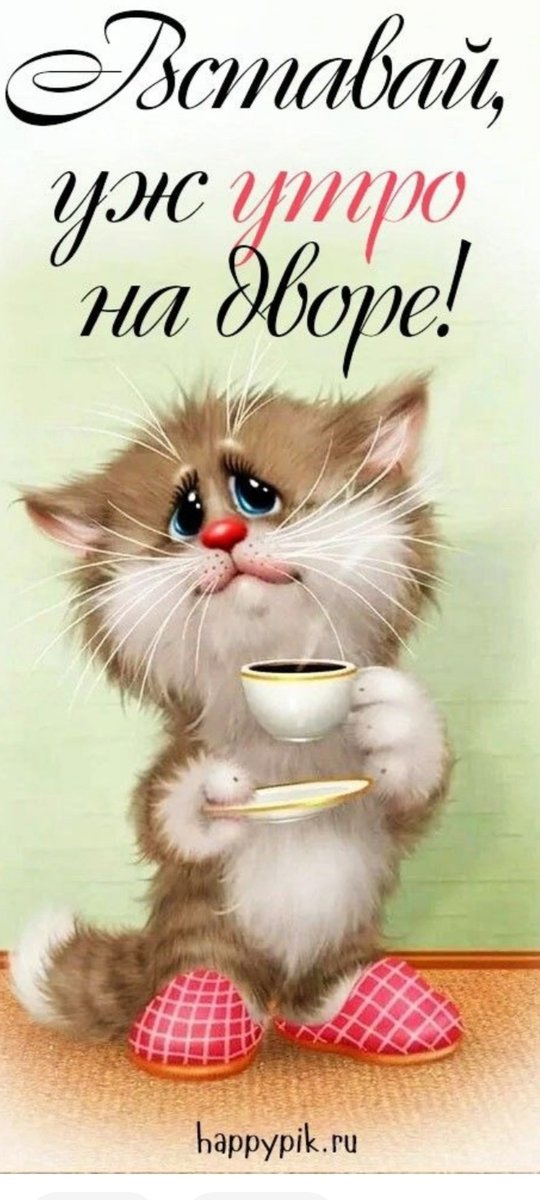 Кот - коь - оригинал