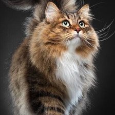 Схема вышивки «Любимчик»