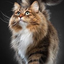 Схема вышивки «Любимчик»