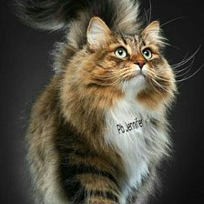 Схема вышивки «Любимчик»