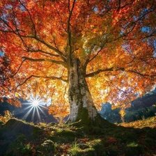 Схема вышивки «Древо жизни»