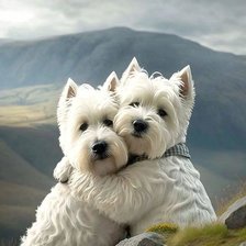 Схема вышивки «Вестики парочка»