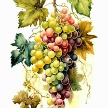 Виноград
