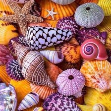 Схема вышивки «Caracolas»