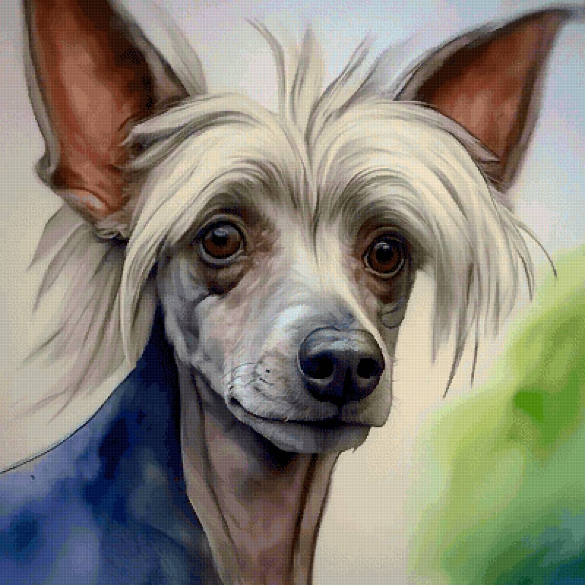 Китайская хохлатая собака - собаки, собака, животные - предпросмотр