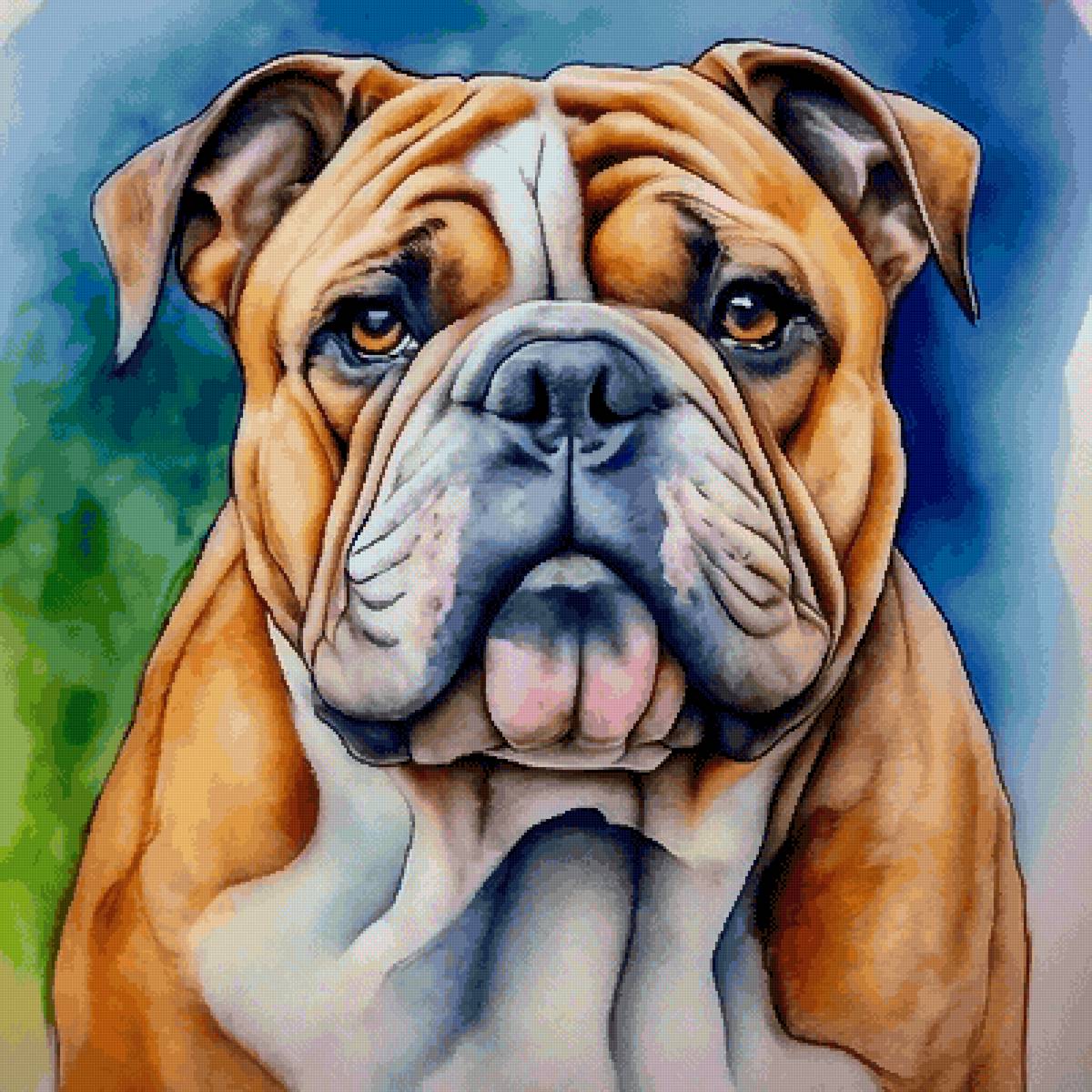 Английский бульдог - животные, собака, собаки - предпросмотр