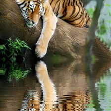 Схема вышивки «Тигр»