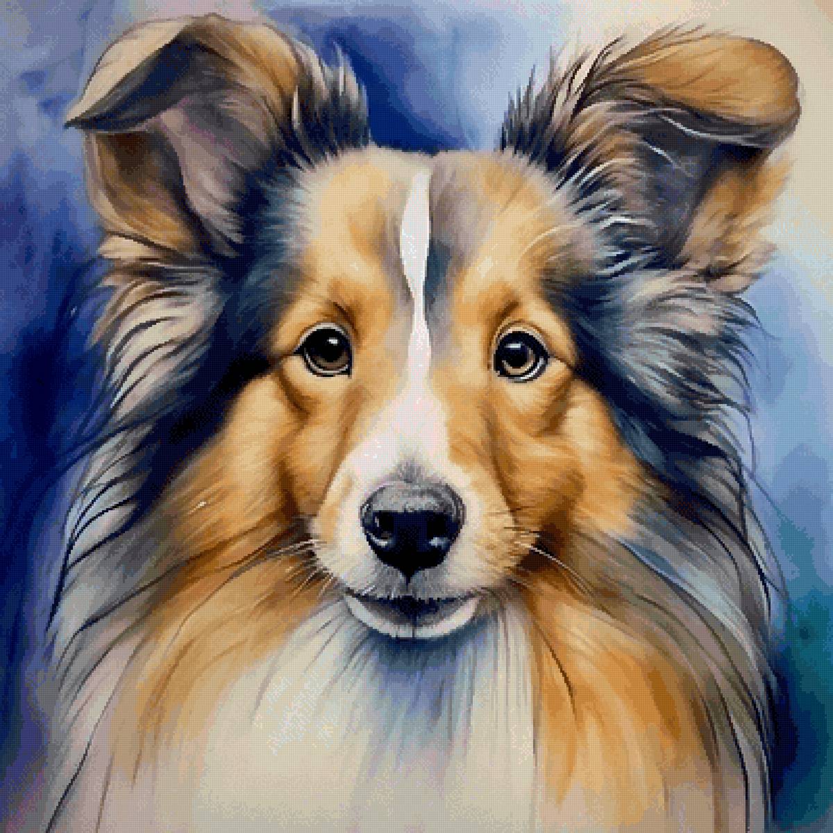 Шелти - собака, собаки, животные - предпросмотр