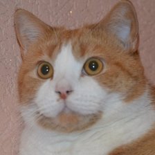 Схема вышивки «Рыжий кот»