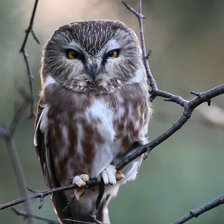 Схема вышивки «Совушка»