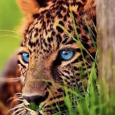 Схема вышивки «Рысь»