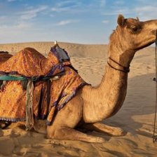 Схема вышивки «Верблюд»