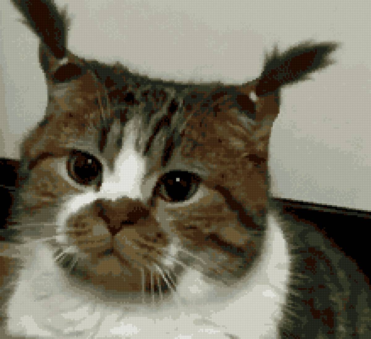 Смешной котик - смех, кот - предпросмотр