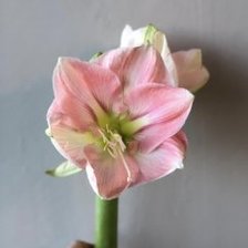 Мой цветочек