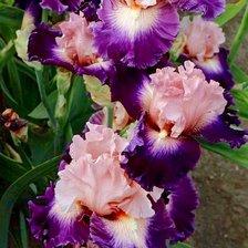 Схема вышивки «фиолетово-белый ирис»