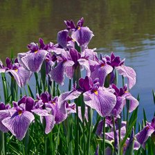 Схема вышивки «японские ирисы»