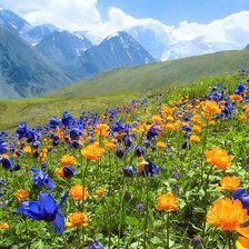 Схема вышивки «цветы на фоне гор»