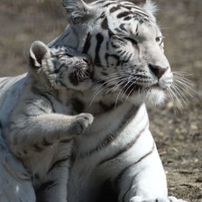 Схема вышивки «ябеда»