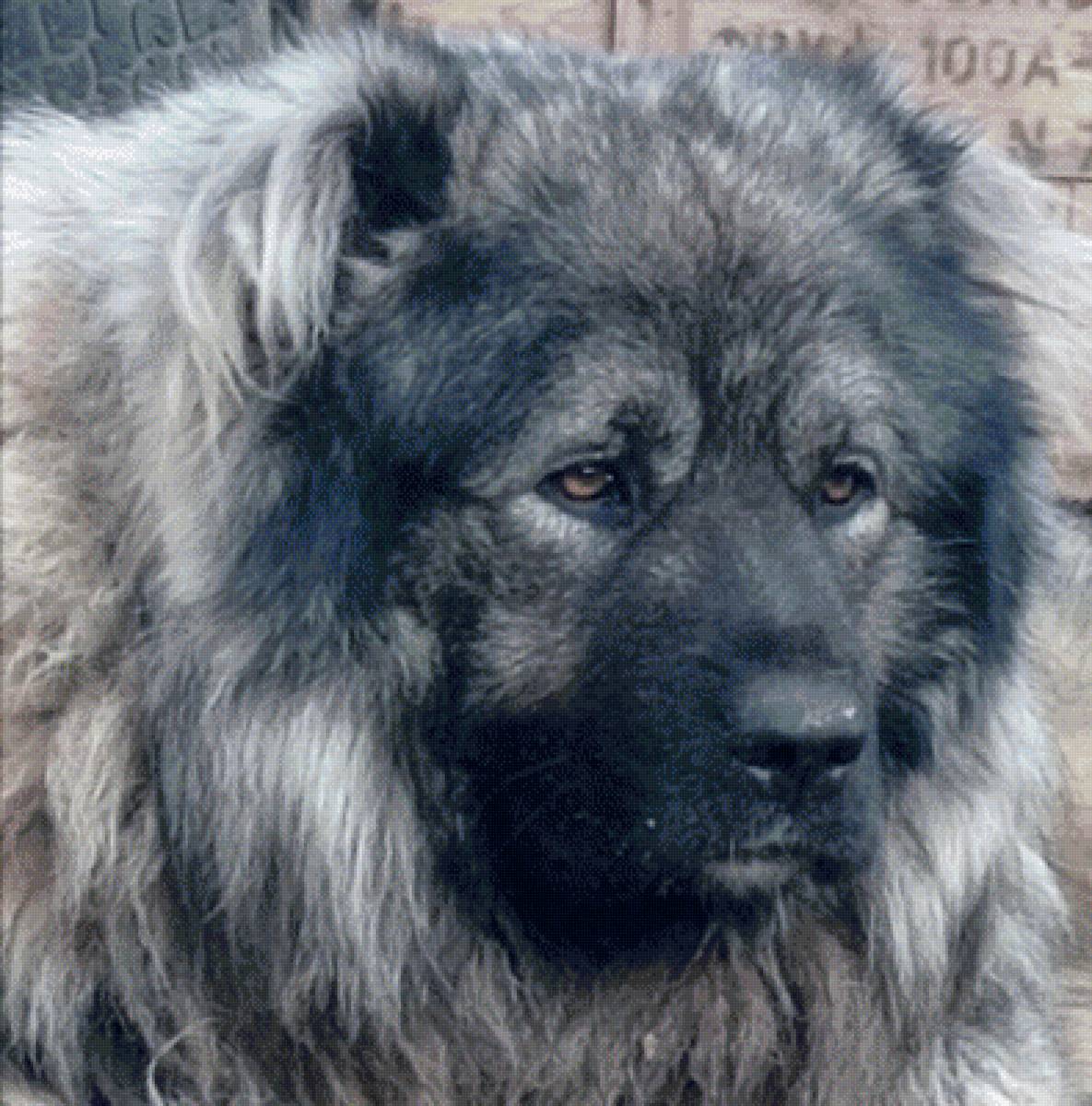 кавказская овчарка - собака - предпросмотр